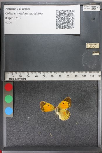 Media type: image;   Entomology 118794